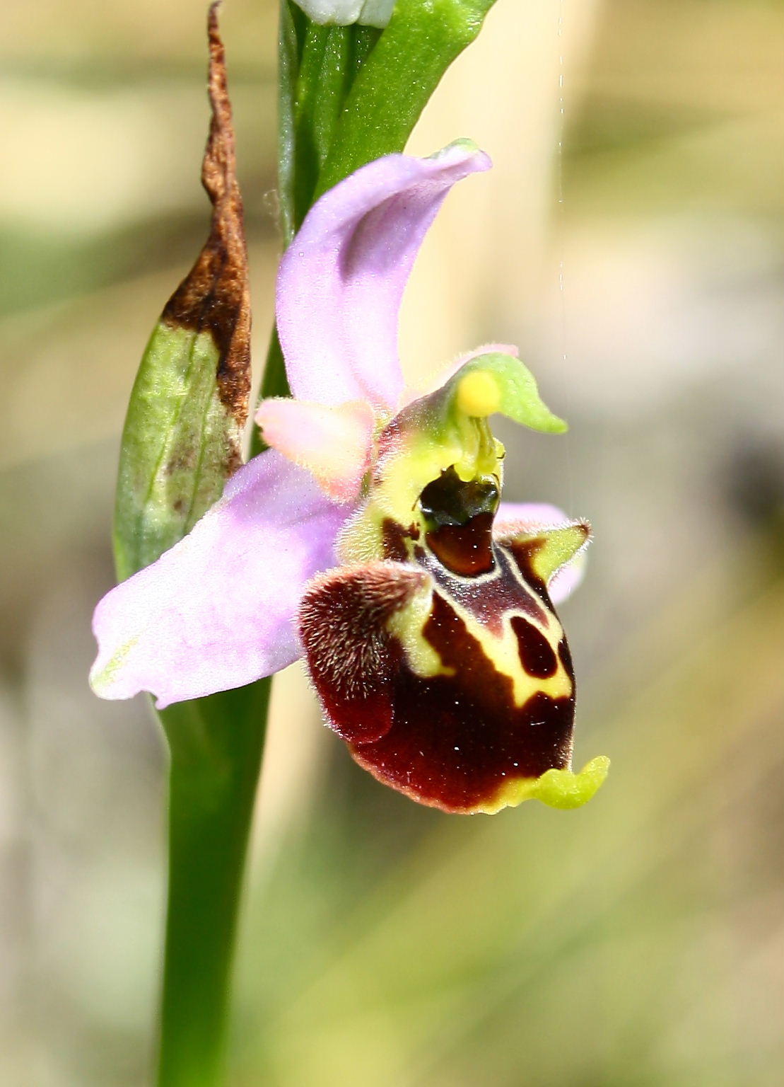 Ophrys fuciflora/holosericea-tetraloniae ???